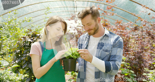 Image of Couple young gardners standing in a indoor greenhouse