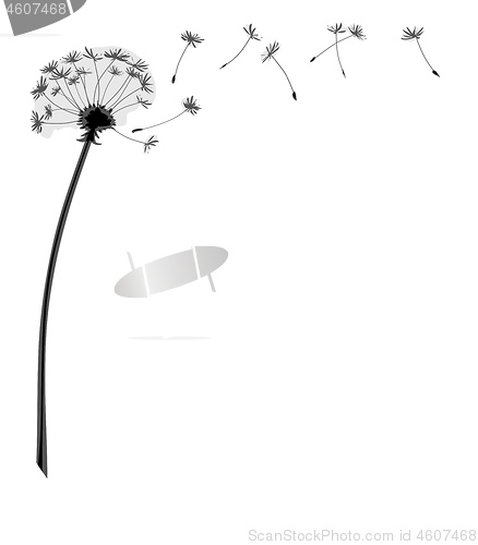 Image of dandelion flower with flying seeds