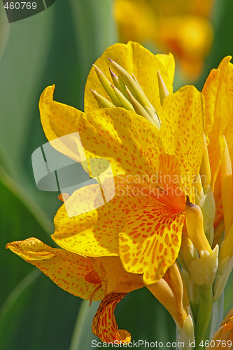 Image of Yellow lily