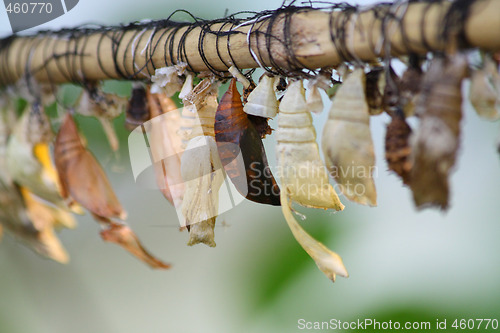 Image of Butterfly chrysalis