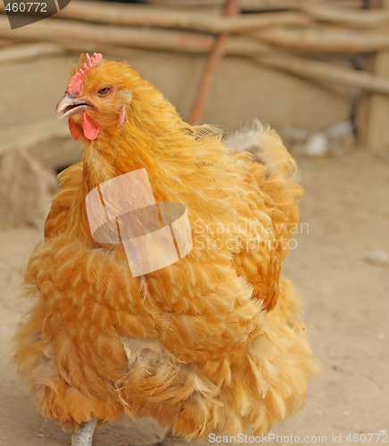 Image of Hen