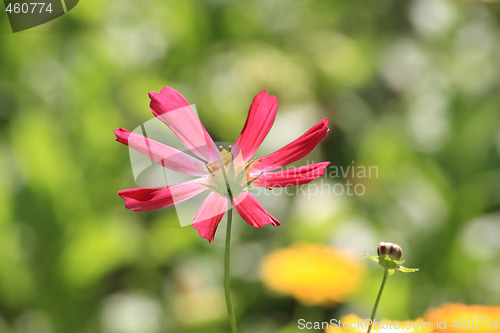 Image of Cosmos flower