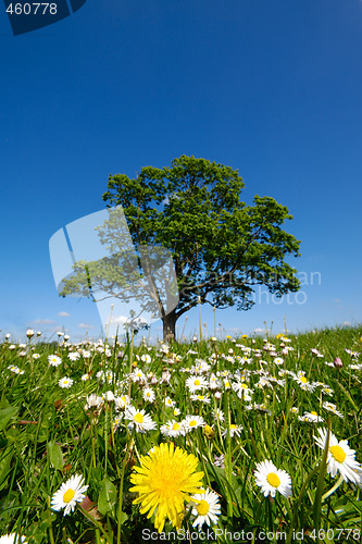 Image of Dandelion and daisy flowers