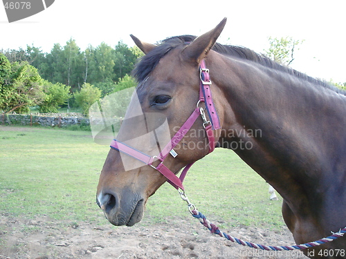 Image of horse