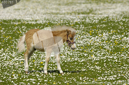 Image of Young horse meadow with many flowers