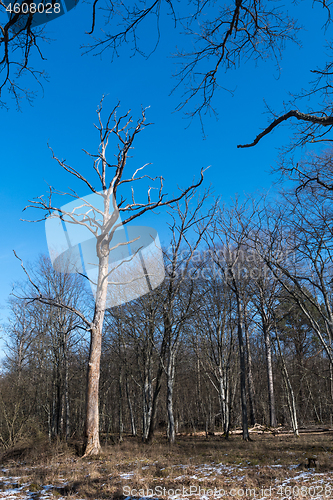 Image of Standing dead oak tree