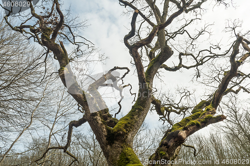 Image of Wide old mossy oak tree crown