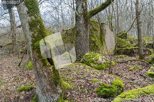 Image of Beautiful moss covered forest ground