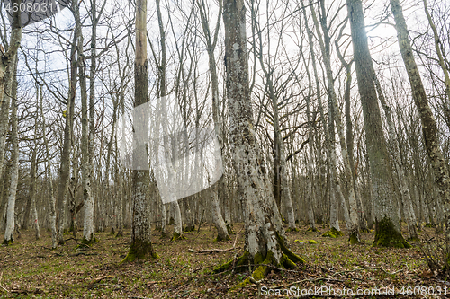 Image of Gray tree trunks in a Hornbeam forest