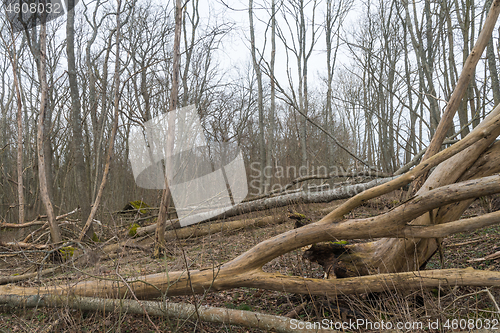 Image of After the storm in a deciduous forest