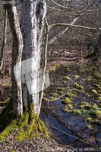 Image of Bright Hornbeam tree trunk