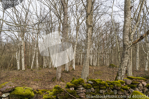 Image of Mossy old dry stone wall in a hornbeam forest