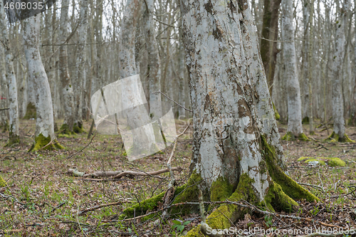 Image of Old mossy tree root