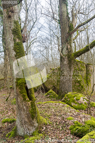 Image of Mossy rocks and tree trunks