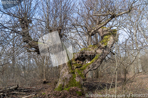 Image of Mighty old Hornbeam tree