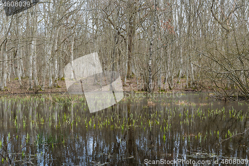 Image of New green plants in a pond