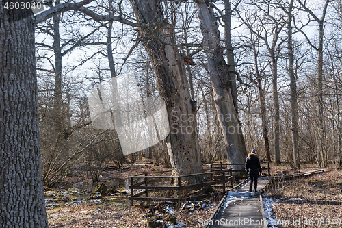 Image of Protected old oak trees