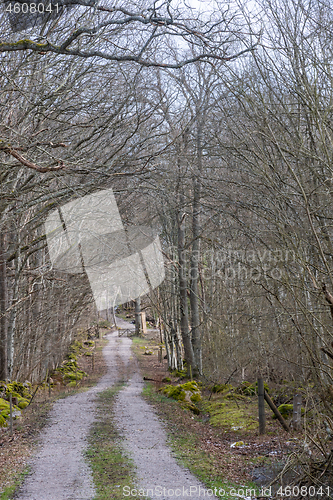 Image of Gravel road through a deciduous forest