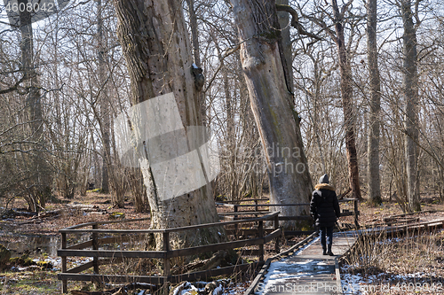 Image of On the boardwalk by protected old oak trees