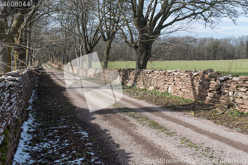 Image of Springtime by a dirt road in an alley