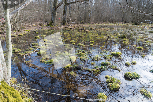 Image of Springtime view of a pond in the woods