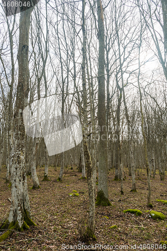 Image of In the Hornbeam woodland