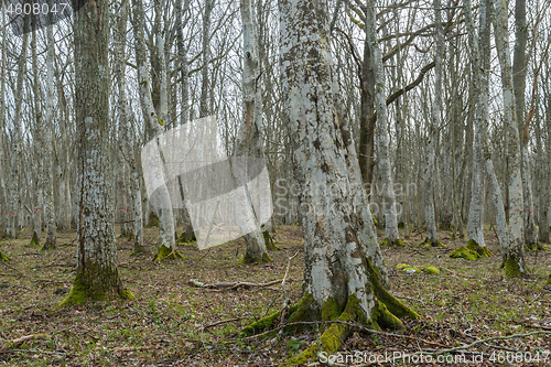 Image of Old Hornbeam forest