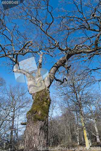 Image of Old oak tree