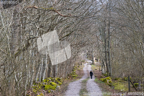 Image of Healthy walk on a road in a deciduous forest