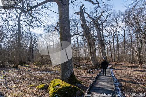 Image of Walking by protected old oak trees