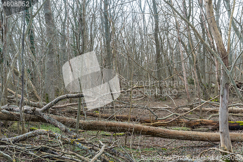 Image of Fallen trees in a deciduous forest