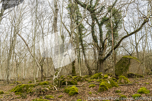 Image of Mossy and rocky forest