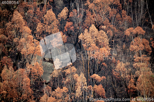 Image of Looking down onto burnt bush land after bush fires Australia