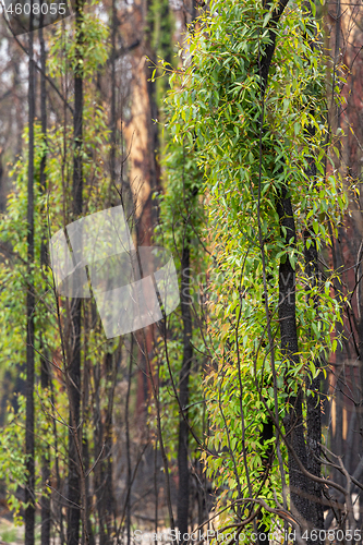Image of Trees with new leaf growth after fire