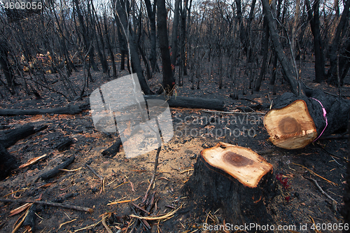 Image of A dangerous tree felled after bush fires in Australia