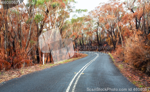 Image of Curving road through buirnt bush land in Australia