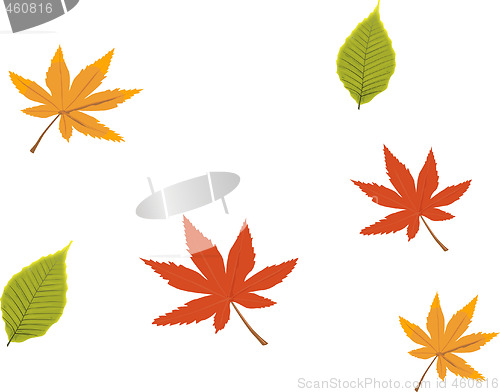 Image of Autumn leaves