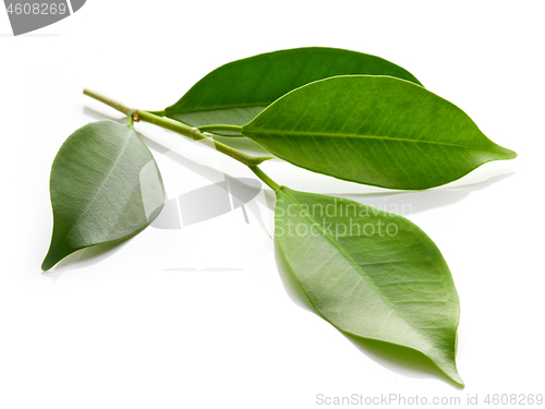 Image of fresh green leaves