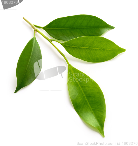 Image of fresh green leaves