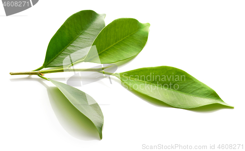 Image of fresh green leaves