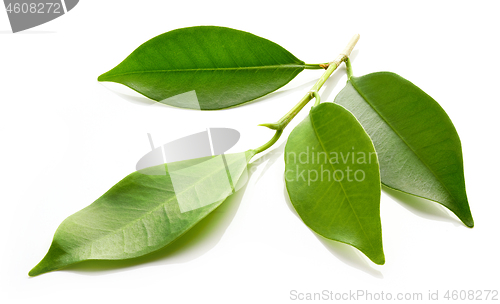 Image of fresh green leaves