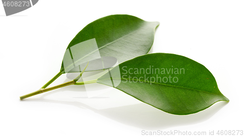 Image of fresh green leaves