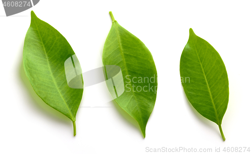 Image of fresh green leaves