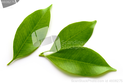 Image of fresh green leaves