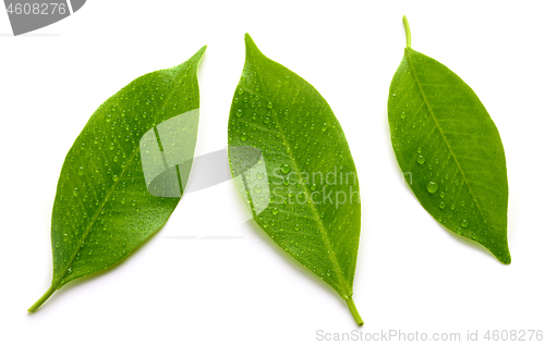 Image of fresh wet leaves