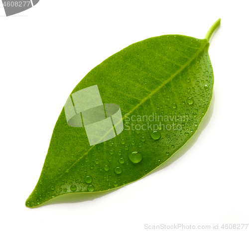 Image of fresh wet leaf