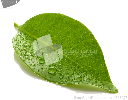 Image of fresh wet leaf