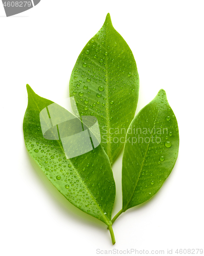 Image of fresh wet leaves