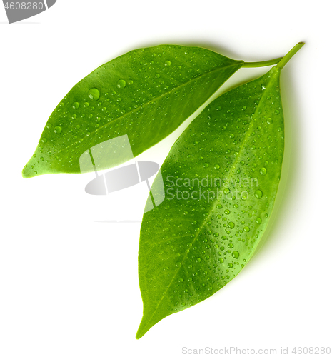 Image of fresh wet leaves