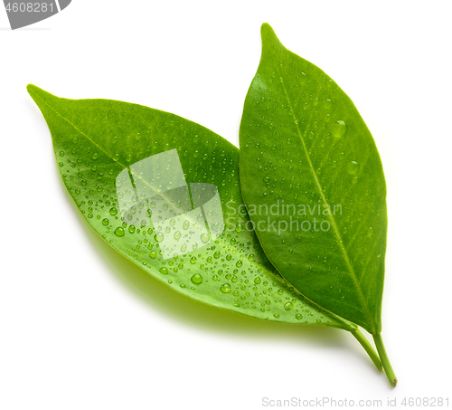 Image of wet green leaves